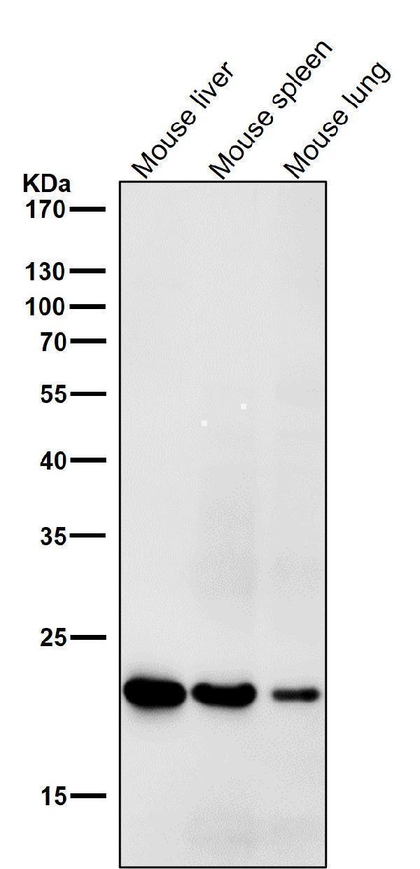 m02685 1 wb7