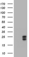 m02685 2 anti he4 wfdc2 mouse monoclonal antibody clone id oti1e12 wb testing 1
