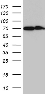 m02691 anti cytochrome p450 26b cyp26b1 mouse monoclonal antibody clone id oti4a8 wb testing 1