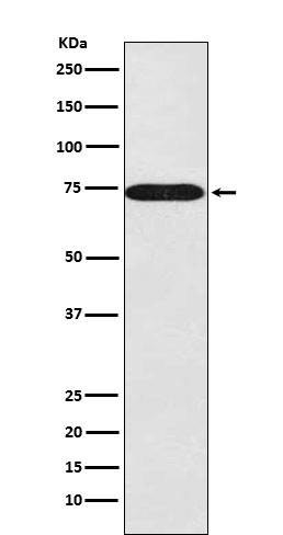 m02692 1 wb