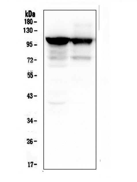 m02693 actn3 primary antibodies wb testing 1_1