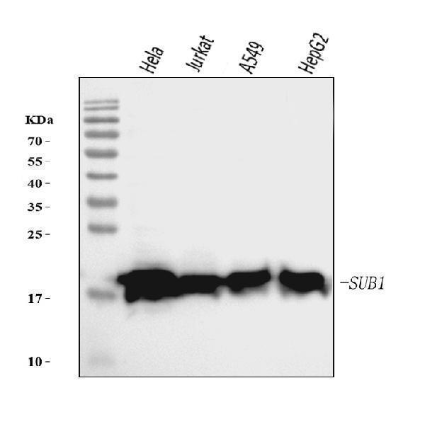 m02698 1 sub1 primary antibodies wb testing 1
