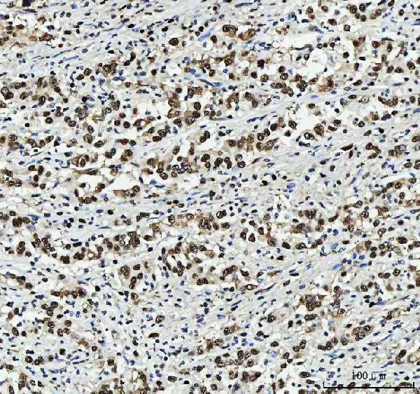 m02698 3 sub1 primary antibodies ihc testing 5