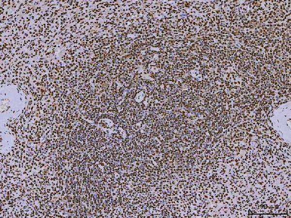 m02698 3 sub1 primary antibodies ihc testing 9