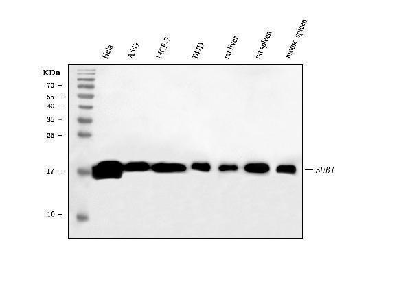 m02698 3 sub1 primary antibodies wb testing 1