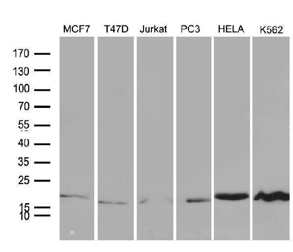 m02698 anti pc4 sub1 mouse monoclonal antibody clone id oti4c10 wb testing 2