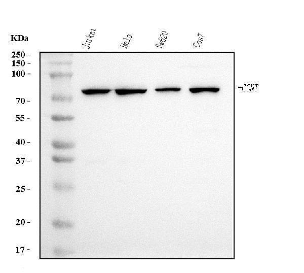 m02703 ccnt primary antibodies wb testing 1