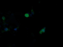 m02706 1 anti jnk2 mapk9 mouse monoclonal antibody clone id oti1a1 if testing 8