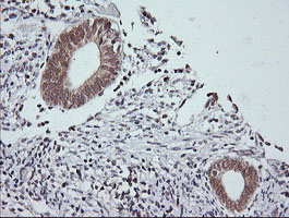 m02706 1 anti jnk2 mapk9 mouse monoclonal antibody clone id oti1a1 ihc testing 5