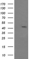 m02706 1 anti jnk2 mapk9 mouse monoclonal antibody clone id oti1a1 wb testing 1