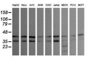 m02706 1 anti jnk2 mapk9 mouse monoclonal antibody clone id oti1a1 wb testing 2