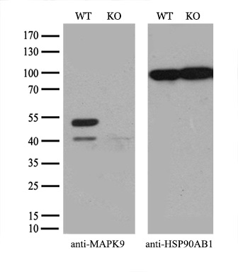 m02706 1 anti jnk2 mapk9 mouse monoclonal antibody clone id oti1a1 wb testing 3