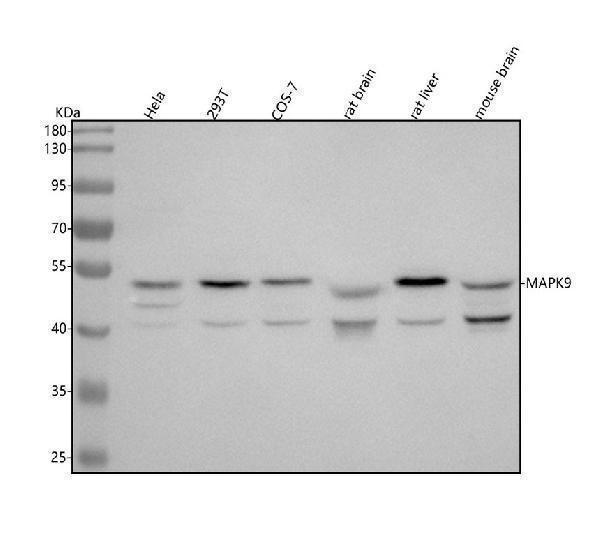 m02706 mapk9 primary antibodies wb testing 1