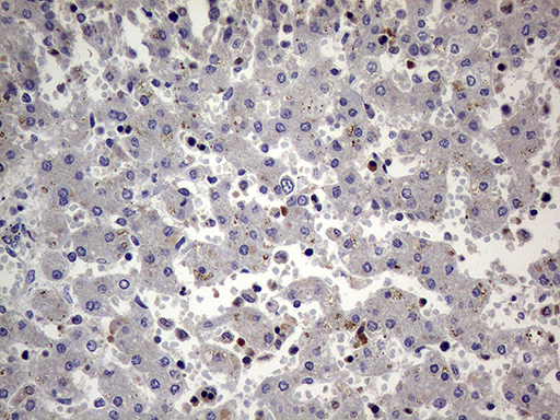Immunohistochemical staining of paraffin-embedded Human embryonic liver tissue within the normal limits using anti-PRRT2 mouse monoclonal antibody.This figure shows negative staining. (Heat-induced epitope retrieval by 1mM EDTA in 10mM Tris buffer (pH8.5) at 120°C for 3min