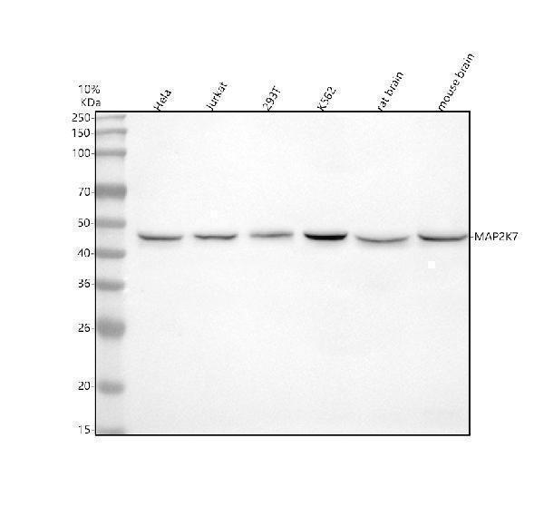  Western blot analysis of MKK7/MAP2K7 using anti-MKK7/MAP2K7 antibody (M02713)