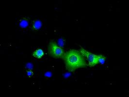 m02714 1 anti pde4a mouse monoclonal antibody clone id oti1c8 if testing 11