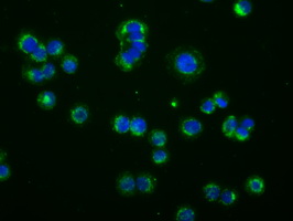 m02714 1 anti pde4a mouse monoclonal antibody clone id oti1c8 if testing 12