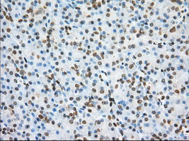 m02714 1 anti pde4a mouse monoclonal antibody clone id oti1c8 ihc testing 3