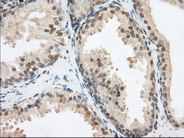 m02714 1 anti pde4a mouse monoclonal antibody clone id oti1c8 ihc testing 4