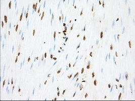 m02714 1 anti pde4a mouse monoclonal antibody clone id oti1c8 ihc testing 5