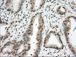 m02714 1 anti pde4a mouse monoclonal antibody clone id oti1c8 ihc testing 6