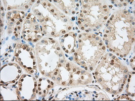 m02714 1 anti pde4a mouse monoclonal antibody clone id oti1c8 ihc testing 7