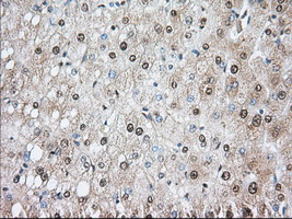 m02714 1 anti pde4a mouse monoclonal antibody clone id oti1c8 ihc testing 8