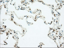 m02714 1 anti pde4a mouse monoclonal antibody clone id oti1c8 ihc testing 9