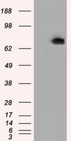 m02714 1 anti pde4a mouse monoclonal antibody clone id oti1c8 wb testing 1
