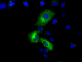 m02714 anti pde4a mouse monoclonal antibody clone id oti7b11 if testing 11
