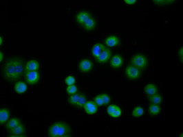m02714 anti pde4a mouse monoclonal antibody clone id oti7b11 if testing 12