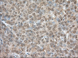 m02714 anti pde4a mouse monoclonal antibody clone id oti7b11 ihc testing 3