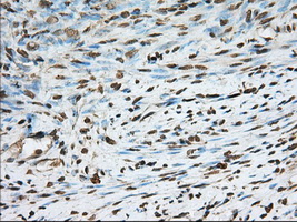 m02714 anti pde4a mouse monoclonal antibody clone id oti7b11 ihc testing 4