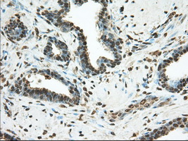 m02714 anti pde4a mouse monoclonal antibody clone id oti7b11 ihc testing 6