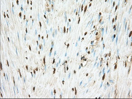 m02714 anti pde4a mouse monoclonal antibody clone id oti7b11 ihc testing 7