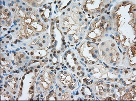 m02714 anti pde4a mouse monoclonal antibody clone id oti7b11 ihc testing 8