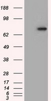 m02714 anti pde4a mouse monoclonal antibody clone id oti7b11 wb testing 1