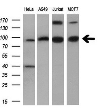 m02714 anti pde4a mouse monoclonal antibody clone id oti7b11 wb testing 2