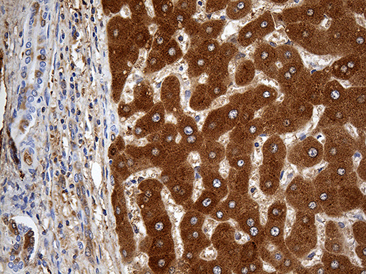 m02718 anti zinc alpha 2 glycoprotein azgp1 mouse monoclonal antibody clone id oti10f2 ihc testing 5