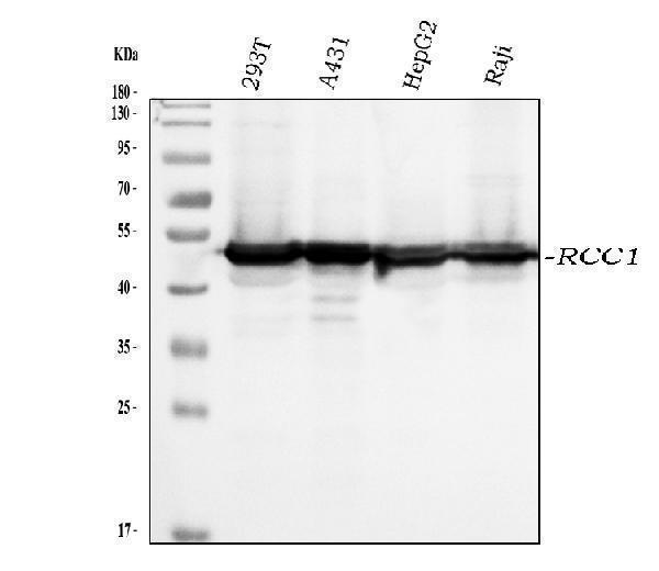  Western blot analysis of RCC1 using anti-RCC1 antibody (M02719-2)