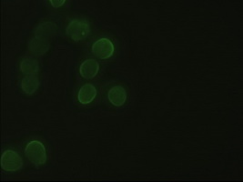m02723 1 anti hex hhex mouse monoclonal antibody clone id oti3c4 if testing 4