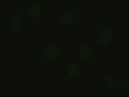 m02723 1 anti hex hhex mouse monoclonal antibody clone id oti3c4 if testing 5