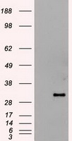 m02723 1 anti hex hhex mouse monoclonal antibody clone id oti3c4 wb testing 1