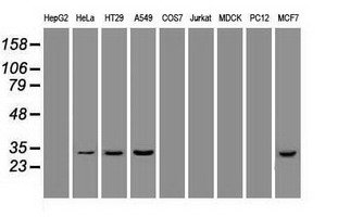 m02723 1 anti hex hhex mouse monoclonal antibody clone id oti3c4 wb testing 2