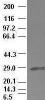 m02723 1 anti hex hhex mouse monoclonal antibody clone id oti3c4 wb testing 3