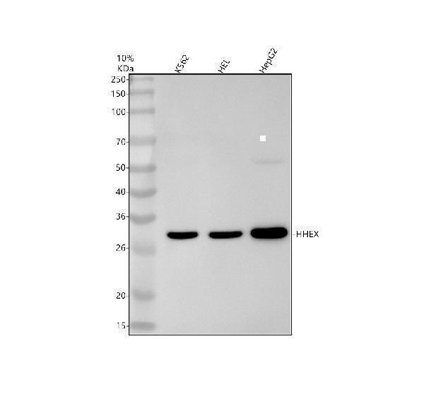 m02723 2 hhex primary antibodies wb testing 1