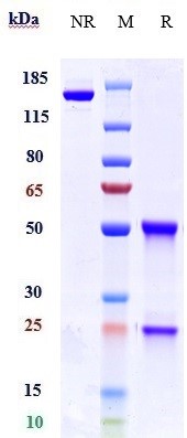 Anti-KIR2DL1/CD158a Reference Antibody (Innate patent anti-KIR2DL) on SDS-PAGE under reducing (R) condition