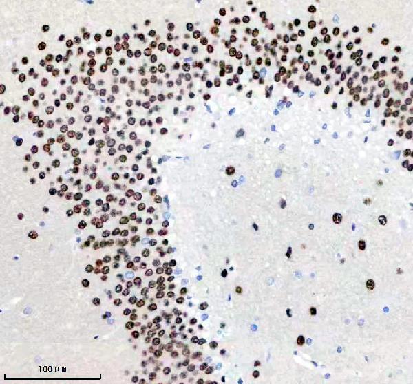 m02726 hnrnpc primary antibodies ihc testing 9