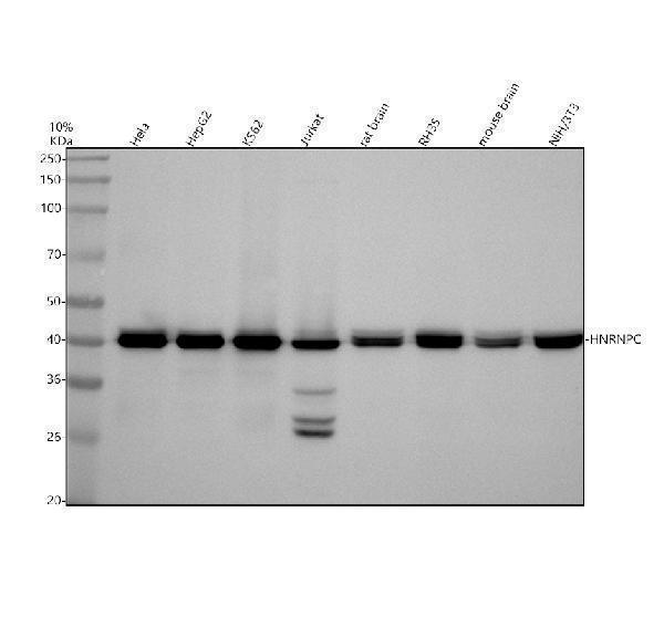 m02726 hnrnpc primary antibodies wb testing 1