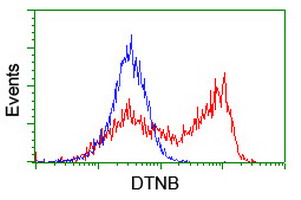 m02729 1 anti dystrobrevin beta dtnb mouse monoclonal antibody clone id oti3h8 flow cytometry testing 3